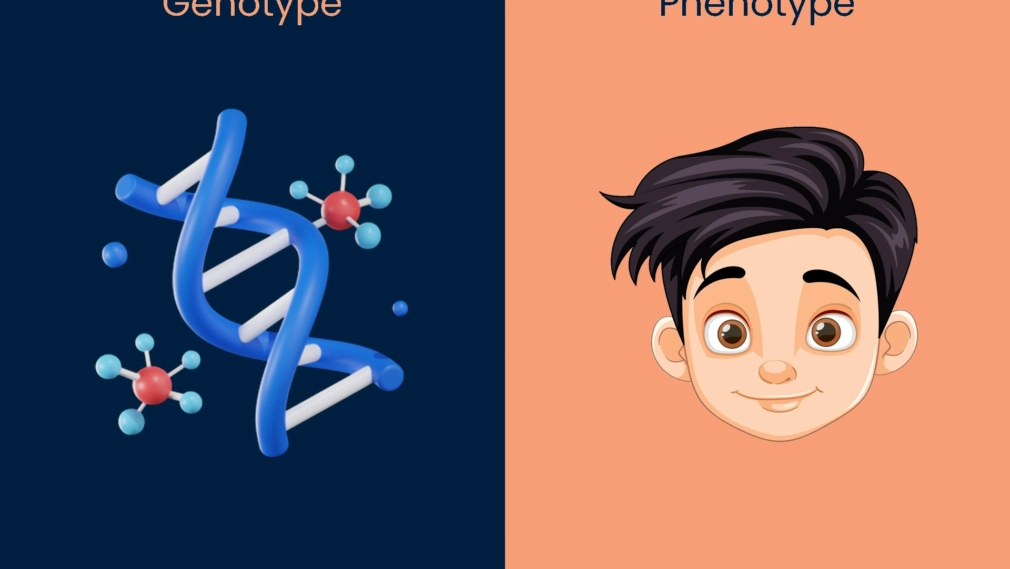 Deciphering Genetics Exploring the Difference Between Genotype and Phenotype