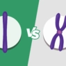 Chromatid Vs. Chromosome: Understanding The Key Differences 