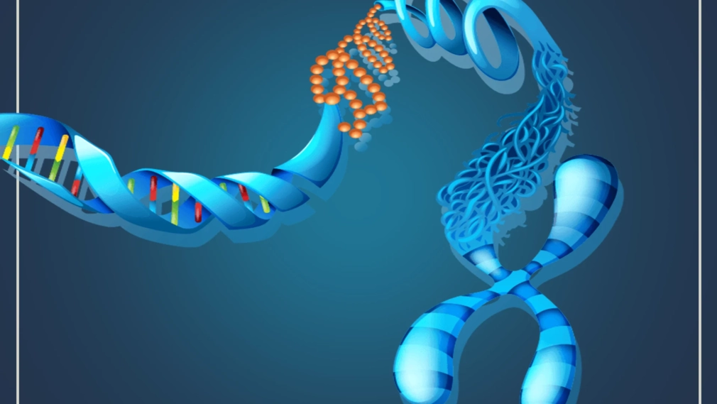 Chromosomes Are Made Up of What Exactly Exploring Their Molecular Composition