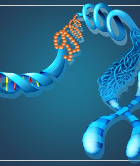 Chromosomes Are Made Up of What Exactly Exploring Their Molecular Composition