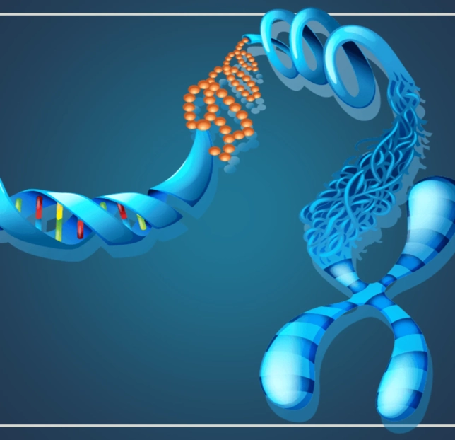 Chromosomes Are Made Up of What Exactly Exploring Their Molecular Composition