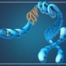 Exploring the molecular composition of chromosomes 