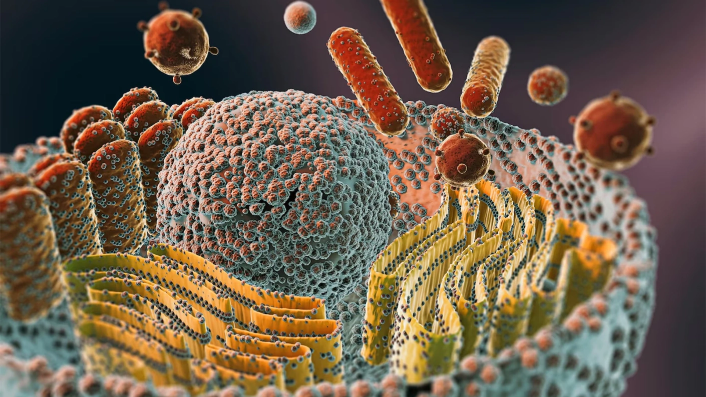 chemical composition of eukaryotic chromosome