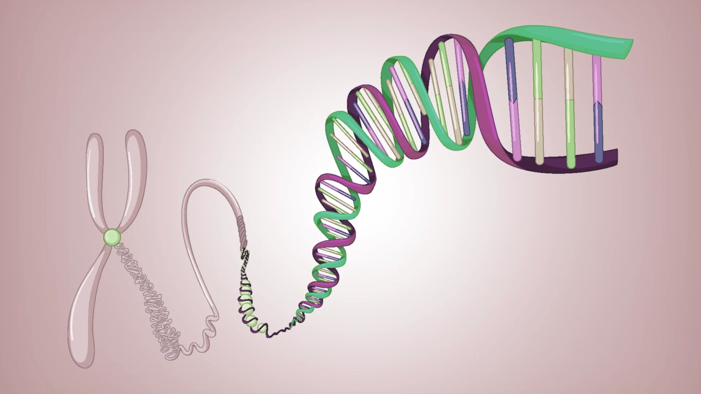 chromosome 1 has how many genes