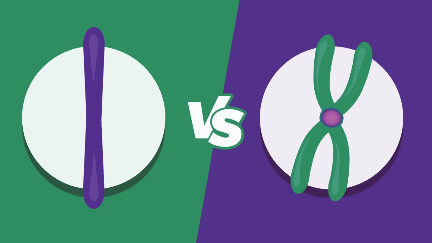 Chromosome vs. Chromatid Understanding the Structural Differences