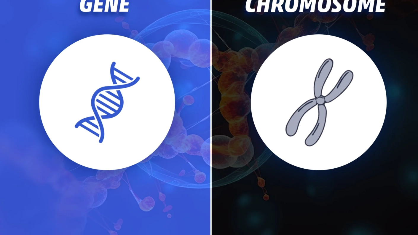 Deciphering the Difference Between Gene and Chromosome Understanding Genetic Units and Their Packaging