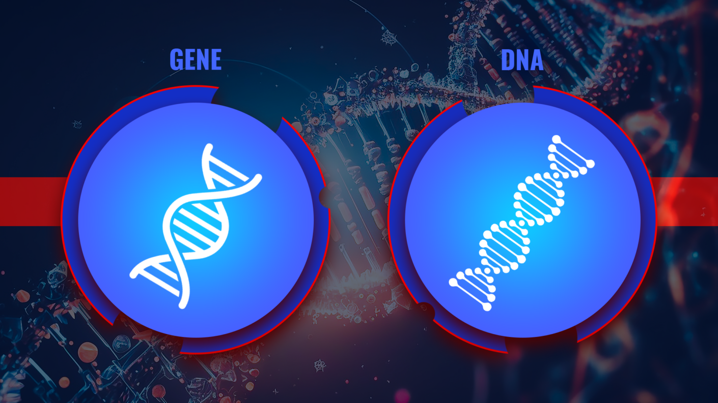 Difference Between Gene and DNA Exploring Molecular Functionality and Structure